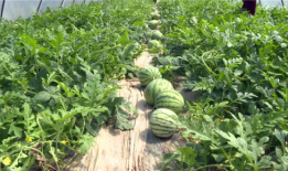 郑州吃瓜爆料视频大全最新,一网打尽城市热点事件