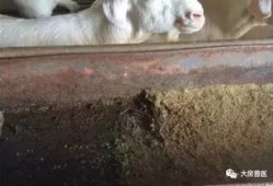 羊圈吃瓜爆料图片搞笑版,笑料横生，爆笑瞬间来袭！